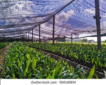 Oil palm seedling arranged under black net shade in pre-nursery