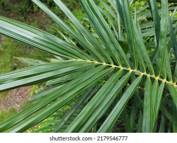 oil palm seedling leaves grow wild