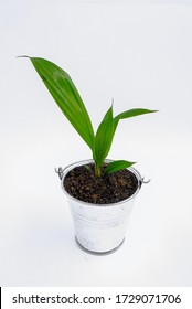 Oil Palm seedling in little pot isolated on white background, selective focus.