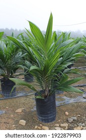 Oil palm seedling in nursery, Malaysia