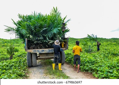 Oil Palm seedling in a tractor ready to planted in a field