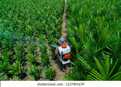 Oil palm seedlings