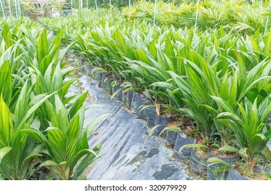 Oil palm seedlings with bifid leaves at oil palm nursery
