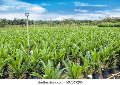 Oil palm seedlings fields with bifid leaves at oil palm nursery