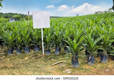 Oil Palm Seedlings Fields Bifid Leaves Stock Photo 509335525 | Shutterstock