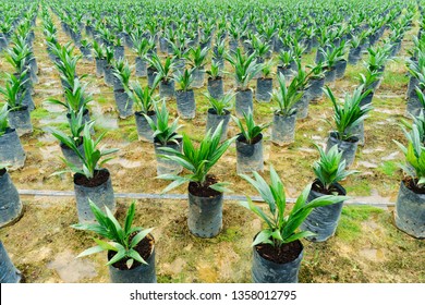 Oil palm seedlings at oil palm nursery.