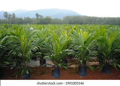 Oil palm seedlings in nursery, Malaysia