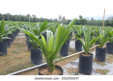 Oil palm seedlings in nursery, Malaysia