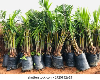Oil palm seedlings are ready for planting