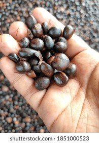 Oil palm seeds are edible oil palm seeds.The fruit produces two different oils: palm oil comes from the outside of the fruit, and palm kernel oil comes from the seeds.