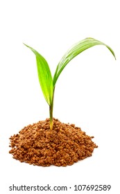 oil palm sprout with soil on white background
