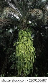 An Oil Palm Tree Covered With Very Thick Grass