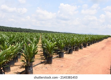 Oil Palm Tree Plantation Nursery