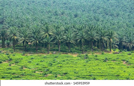 Oil Palm Trees In Plantation