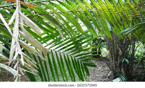 Oil palm, tropical plant, Bogor Botanical Gardens collection