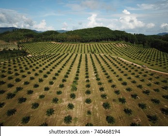 Oil Palms. Plantations For Palm Oil Production In Thailand