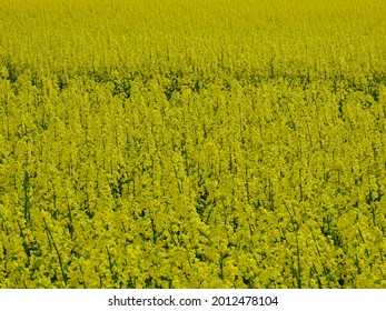 4,626 Rap plant Images, Stock Photos & Vectors | Shutterstock