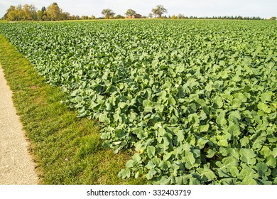 Oil Radish, Green Manure