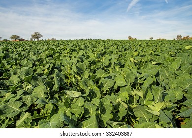 Oil Radish, Green Manure