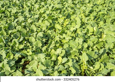 Oil Radish, Green Manure