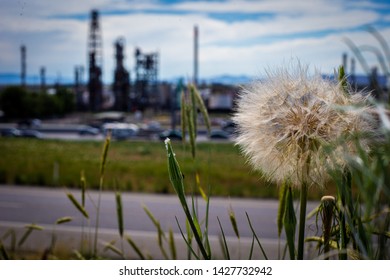 Oil Refinery Behind A Green Field