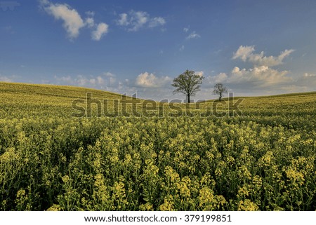 Similar – Huge yellow-flowering wild fennel plants, behind them a green grain field shortly after sowing.