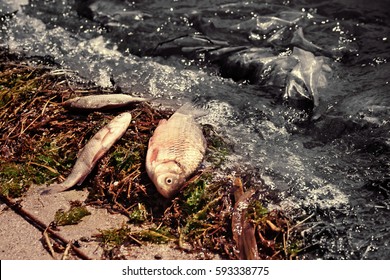 Oil Spills Concept. Dead Fish On Shore