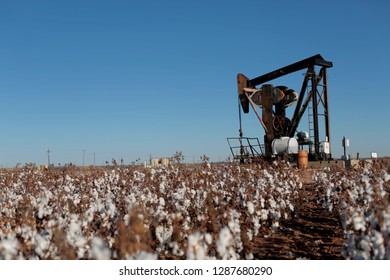 Oil well pump jack stands in field of ripe cotton ready to be harvested in Texas field 