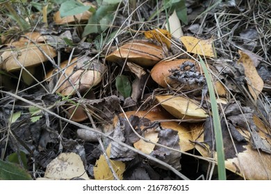 Oiler mushroom group grow in pine forest between leaves on groun