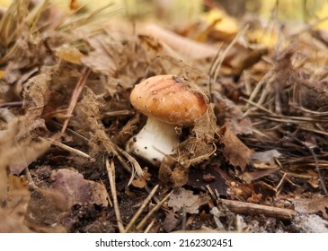 Oiler mushroom in the park in nature. Close-up