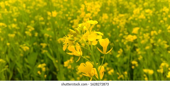 Oilseed Cultivation Mustard Flower In India.Crop Farming.