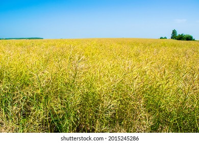 Oilseed Rape Crop Is Ripe In The Yellow Field. Rapeseed Is The Source Of Vegetable Oil And Protein Meal. Rapeseed Oil Is Used For The Production Of Margarine, Biodiesel, As Well As Other Industries.