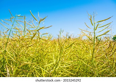 Oilseed Rape Crop Is Ripe In The Yellow Field. Rapeseed Is The Source Of Vegetable Oil And Protein Meal. Rapeseed Oil Is Used For The Production Of Margarine, Biodiesel, As Well As Other Industries.