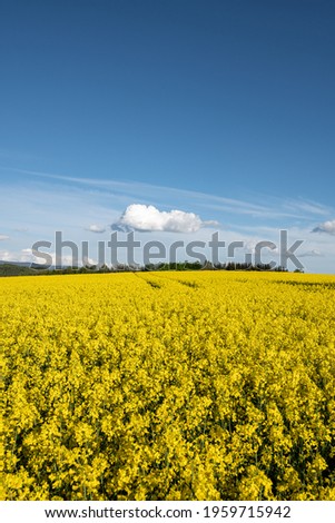 Oilseed rape field. Typical spring landscape with yellow rape flowers and amazing blue sky with clouds. Spring views at colorful landscape