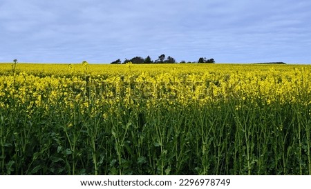 Oilseed Rape Fields at Duffus, Moray