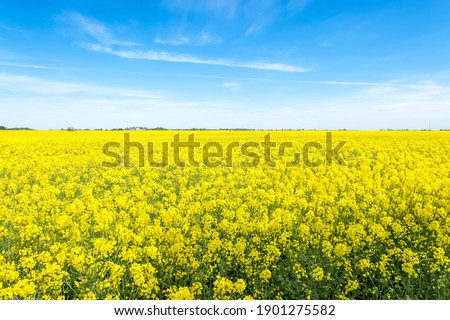Oilseed rape, rapeseed field flowering in farmland  in countryside , spring landscape under blue sky 