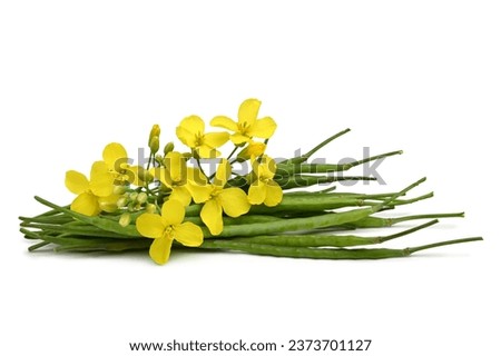 Oilseed Rapeseed (Brassica napus), seed pods with flowers on white background
