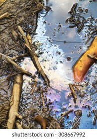 oily puddle with needles and branches
