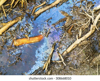 oily puddle with needles and branches