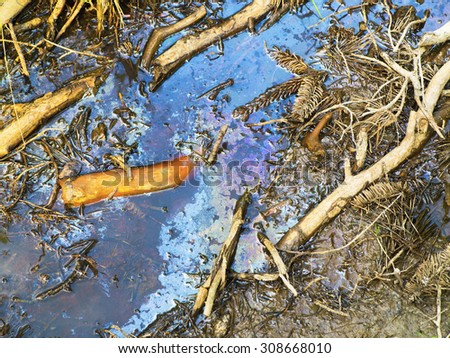 oily puddle with needles and branches