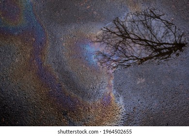 An Oily Stain On Wet Asphalt After Rain, A Tree Is Reflected In A Puddle Nearby. Pollution Of Nature With Oil Products.