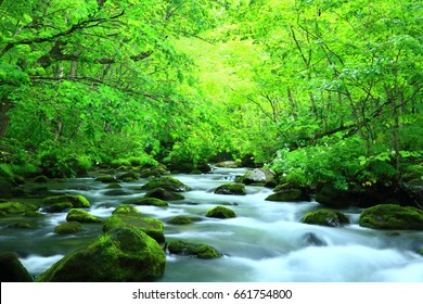 Oirase stream of fresh green.