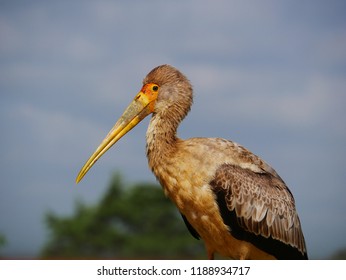 Imágenes Fotos De Stock Y Vectores Sobre Oiseau Branche