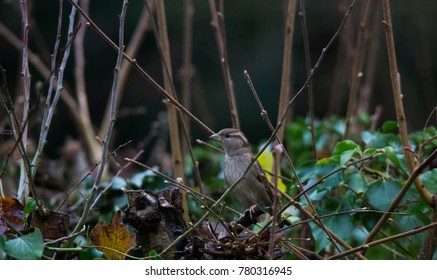 Oiseau Images Stock Photos Vectors Shutterstock