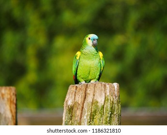 Imágenes Fotos De Stock Y Vectores Sobre Oiseau Libre