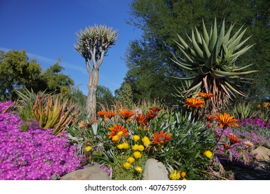 OJAI, CA., TAFT BOTANICAL GARDEN - APRIL 2016: Springtime in Taft Botanical Gardens features  plants & cactus from dry Mediterranean Climates