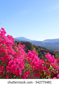 Ojai view with bougainvellea