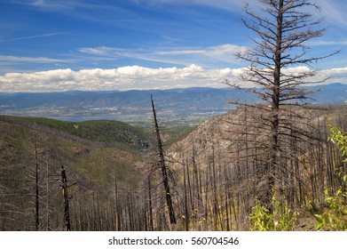 Okanagan Forest After Fire, Okanagan Lake And Myra Canyon