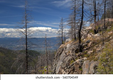 Okanagan Forest After Fire, Okanagan Lake And Myra Canyon