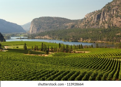 Okanagan Valley Vineyard Scenic, British Columbia. Rolling hills of vineyards in front of of Vaseux Lake and the McIntyre Bluffs in the Okanagan Valley, British Columbia, Canada.